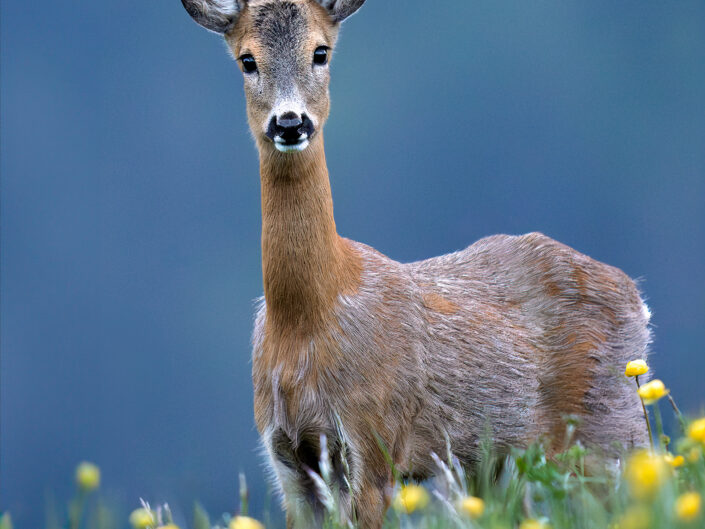 Dolomiti – Corso Base