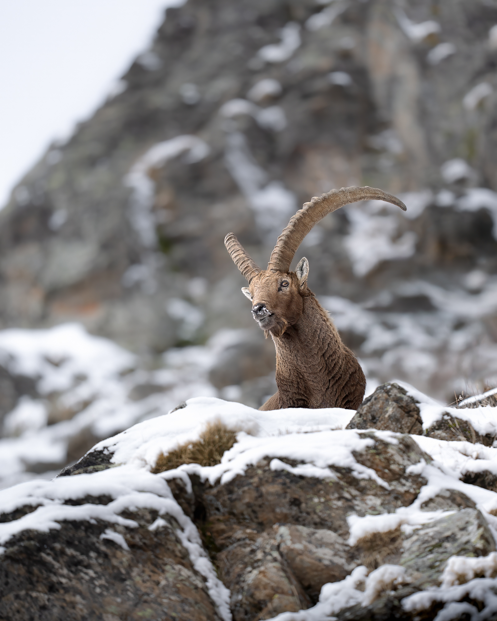 disgelo - immagine 3