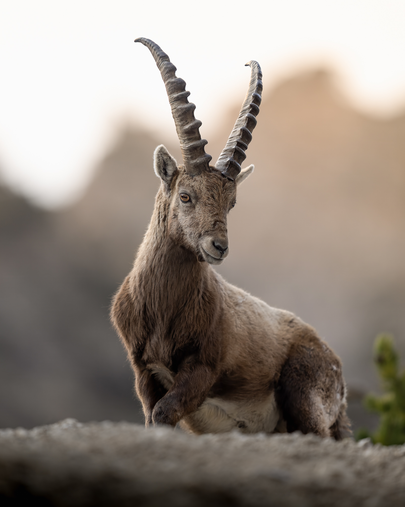 all'alba - immagine 3