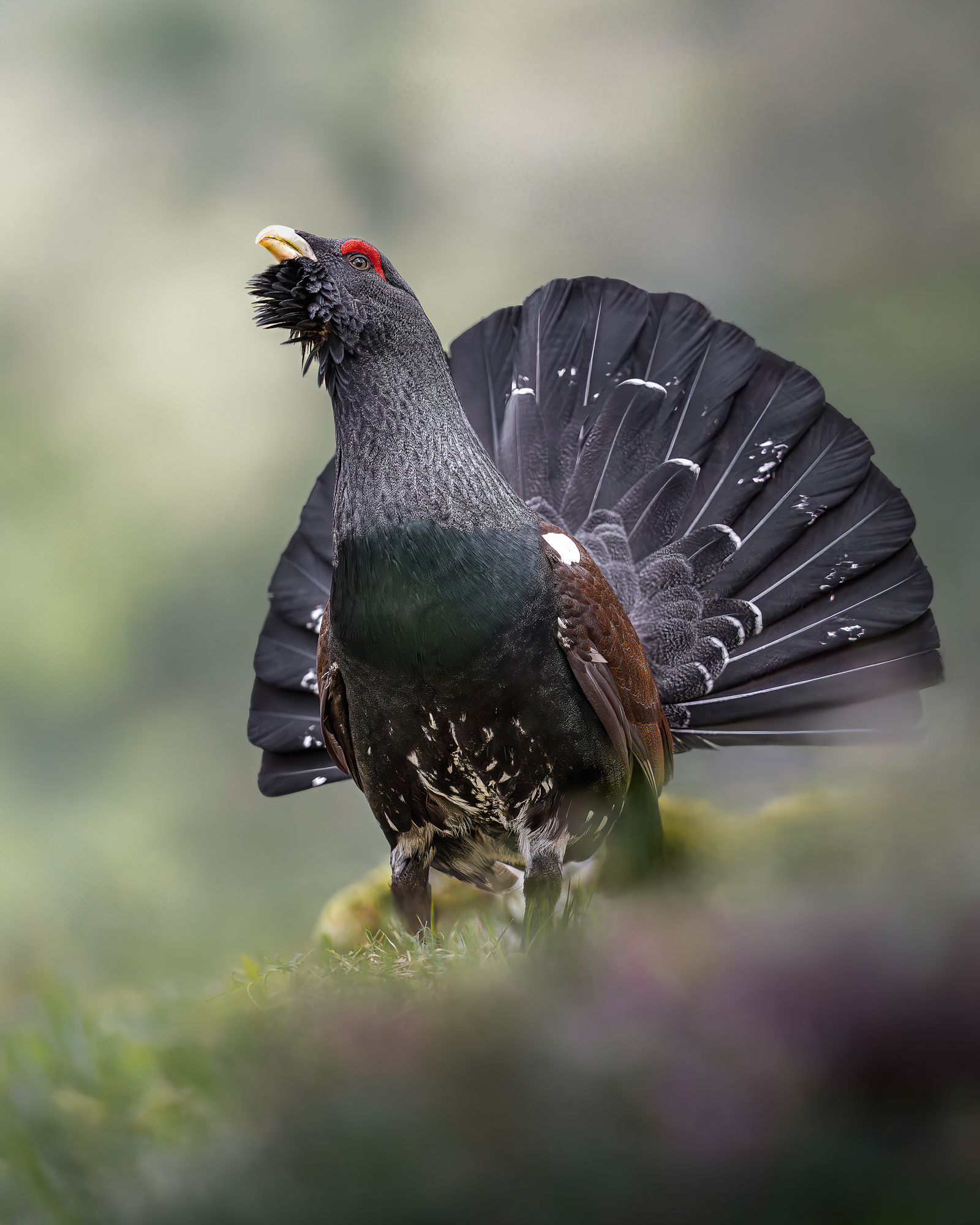 ritmi antichi - immagine 3