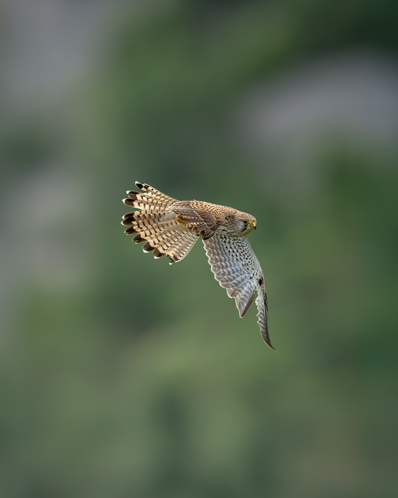 sospeso - immagine 3