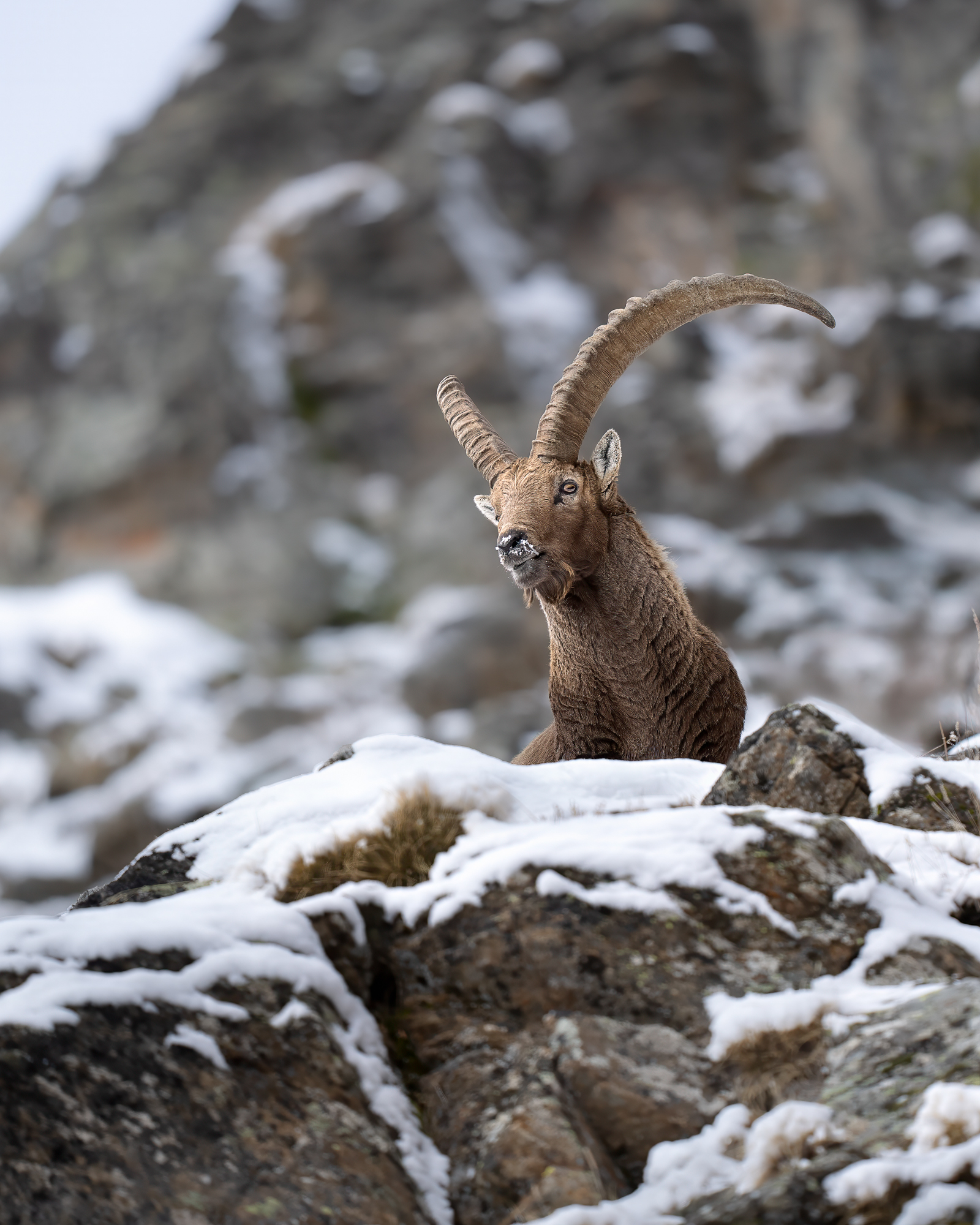 disgelo - immagine 3