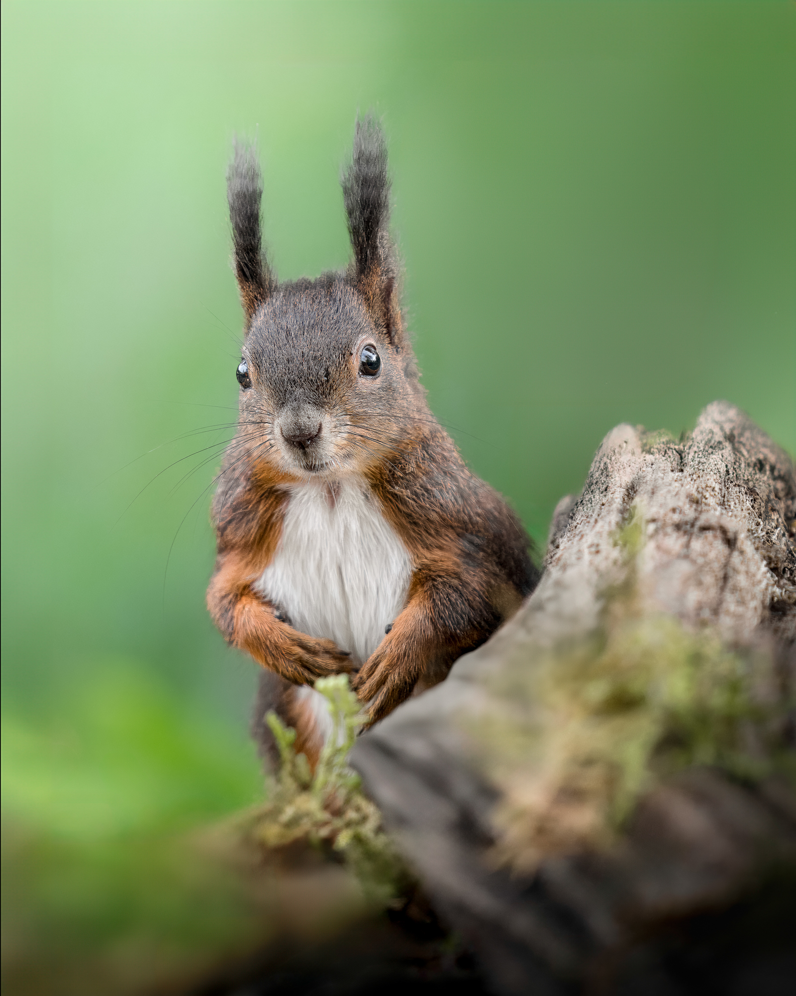 scoiattolo - immagine 3