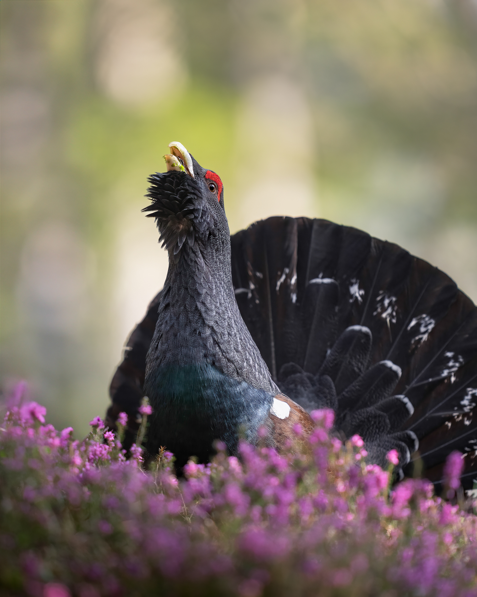 gallo cedrone - immagine 3