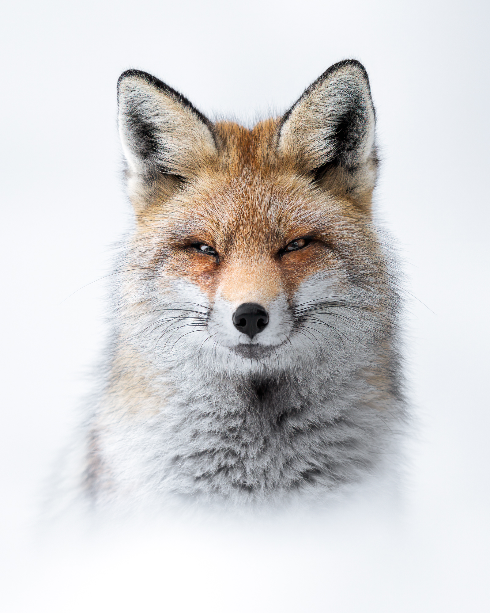 faccia a faccia - immagine 2