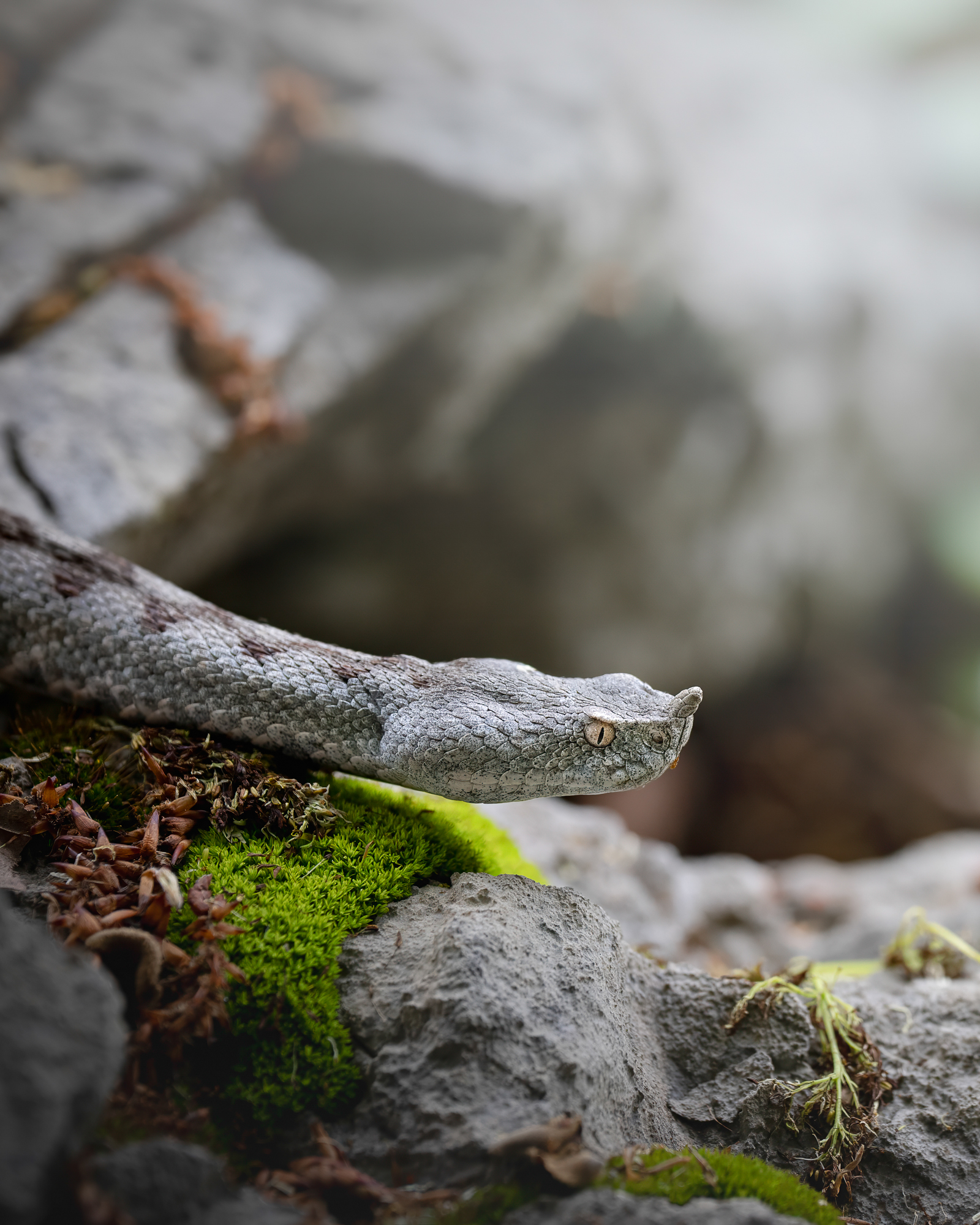 vipera dal corno - immagine 3