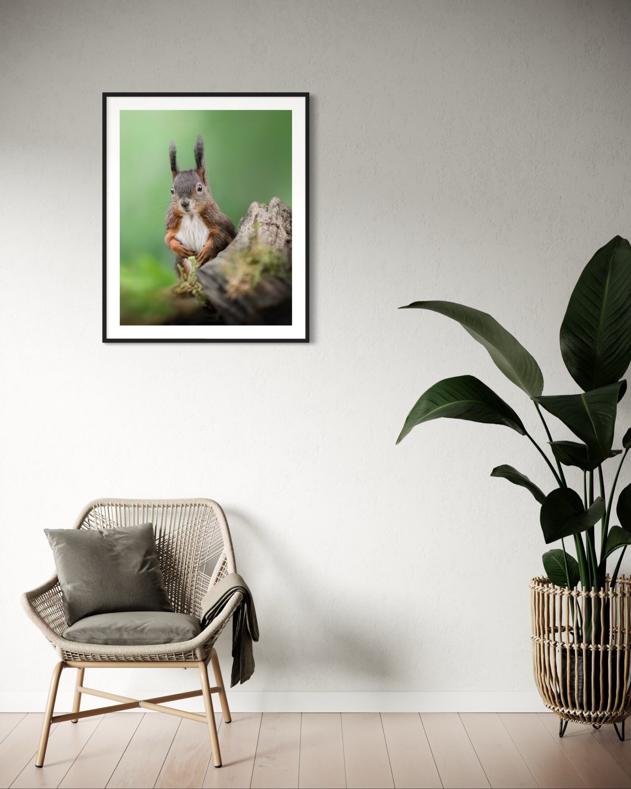 scoiattolo - immagine 4