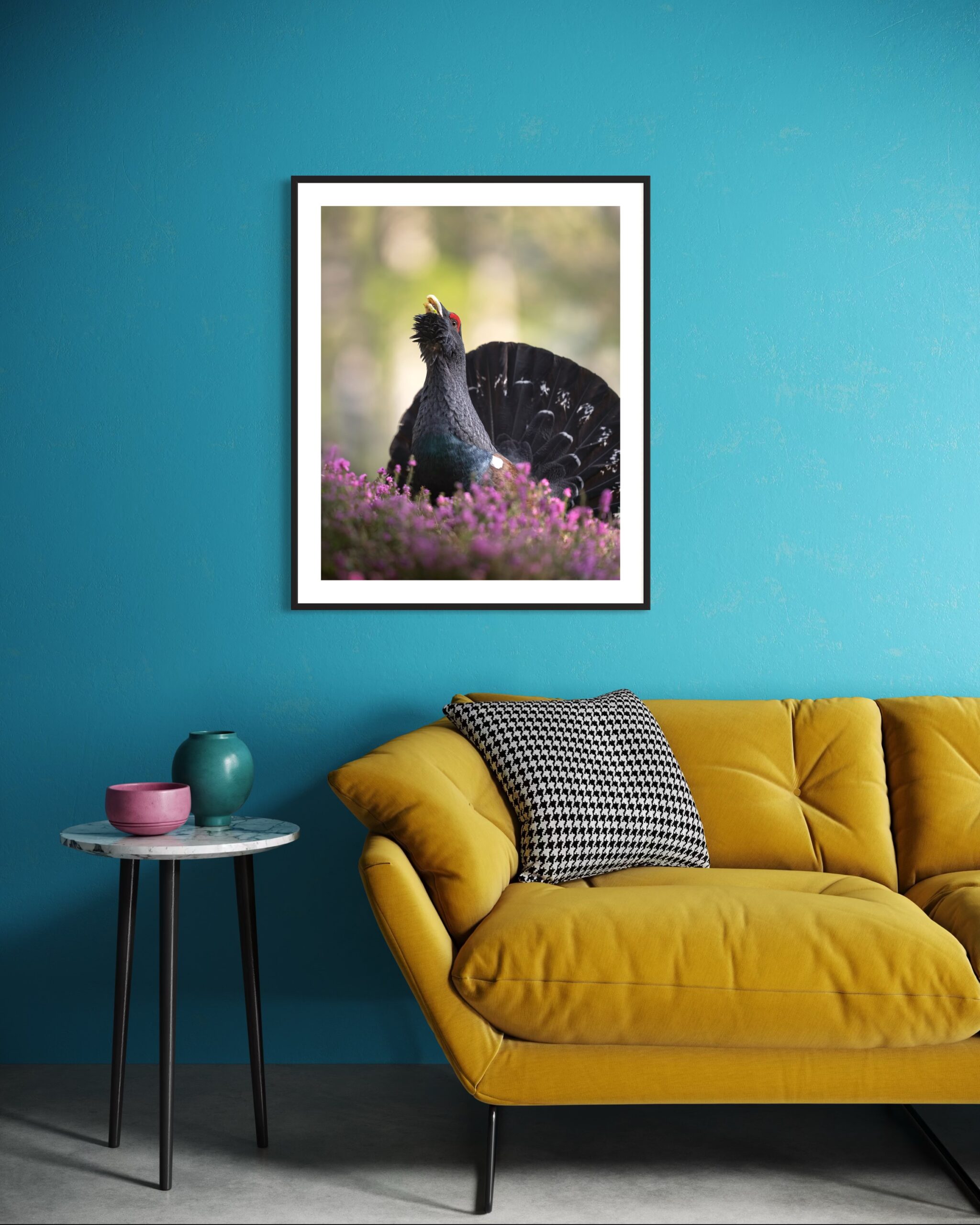 gallo cedrone - immagine 4