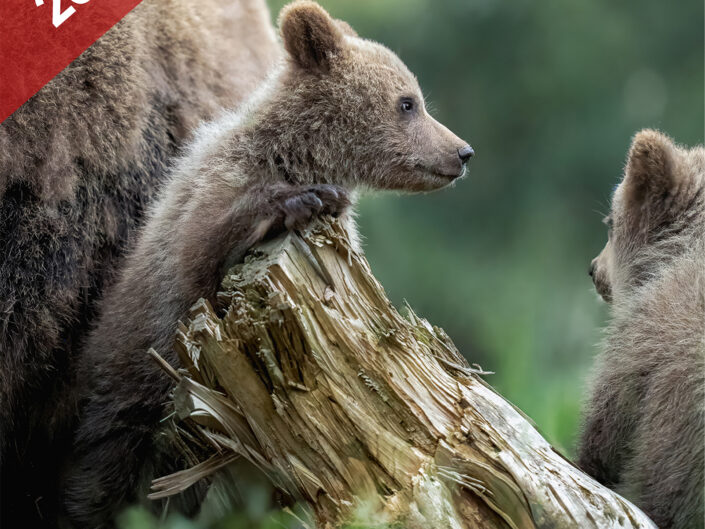 CROAZIA – nelle terre dell’orso bruno
