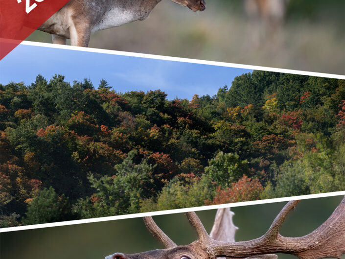 FORESTE CASENTINESI – Il bramito del daino