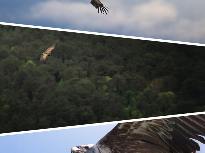 GRIFONI – oltre lo scatto