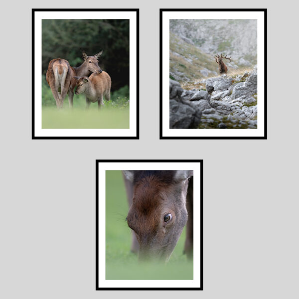 DOLOMITI SELVAGGE - AUTUNNO I