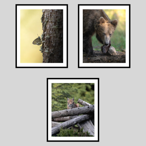 DOLOMITI SELVAGGE - ESTATE II