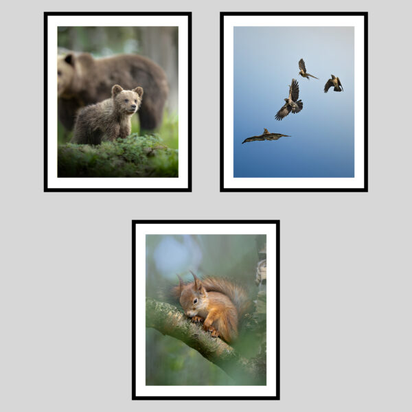 DOLOMITI SELVAGGE - ESTATE III