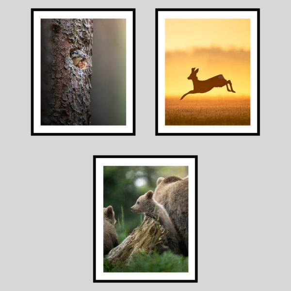 DOLOMITI SELVAGGE - ESTATE I