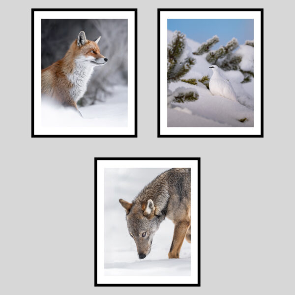 DOLOMITI SELVAGGE - INVERNO III