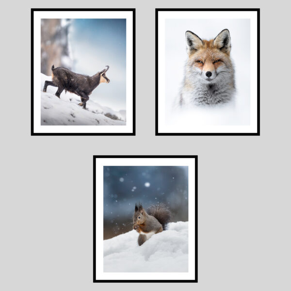 DOLOMITI SELVAGGE - INVERNO I