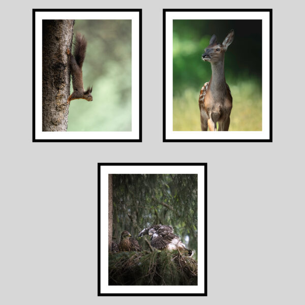 DOLOMITI SELVAGGE - PRIMAVERA II