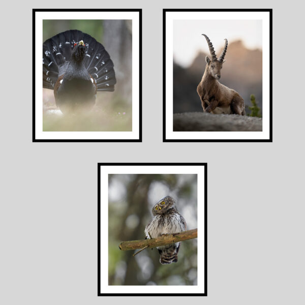 DOLOMITI SELVAGGE - PRIMAVERA III