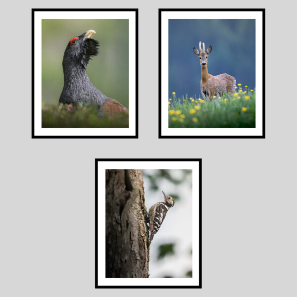 DOLOMITI SELVAGGE - PRIMAVERA I