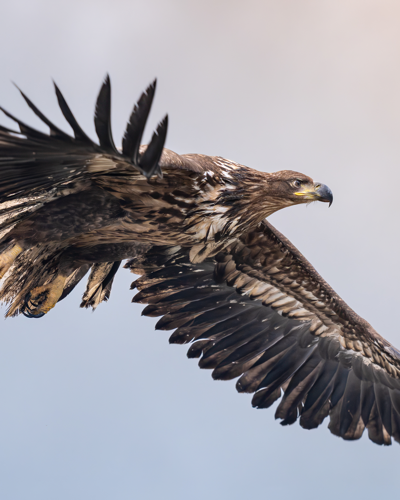 aquila II - immagine 3